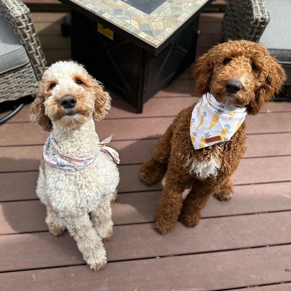 Meet your Posher, Two Doodles Mercantile